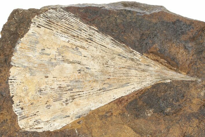 Fossil Ginkgo Leaf From North Dakota - Paleocene #189014